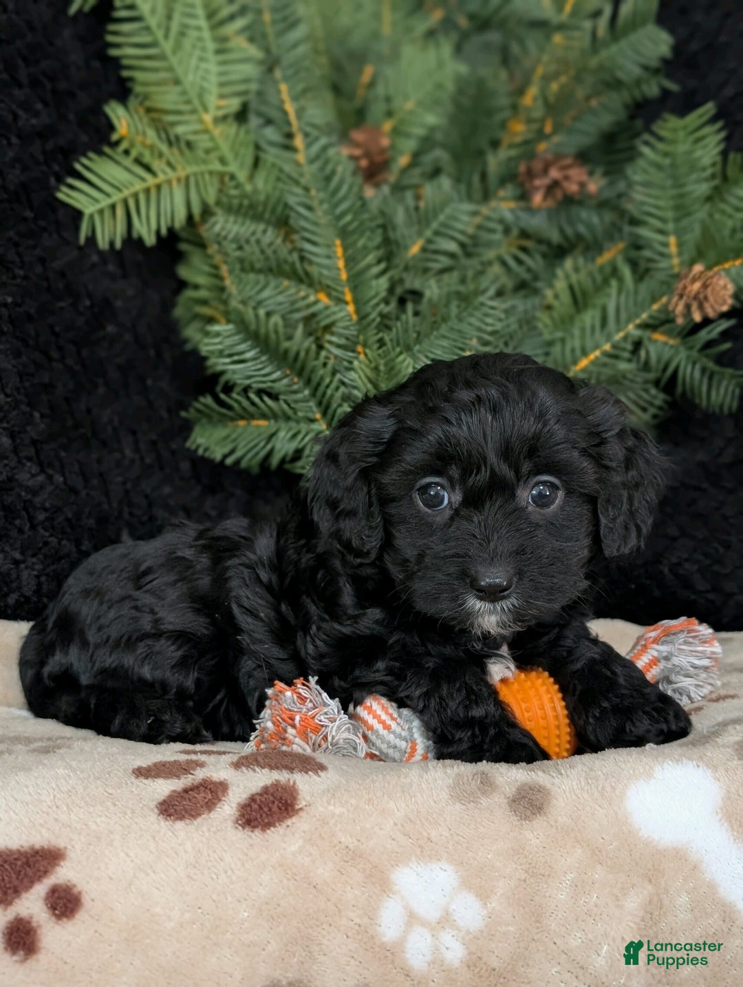 Cavapoo dogs for sale: Bella  - Ad 2