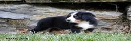 Bernese Mountain Dog dogs for sale: Clover - Ad 2