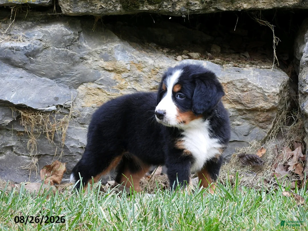 Bernese Mountain Dog dogs for sale: Clover - Ad 2