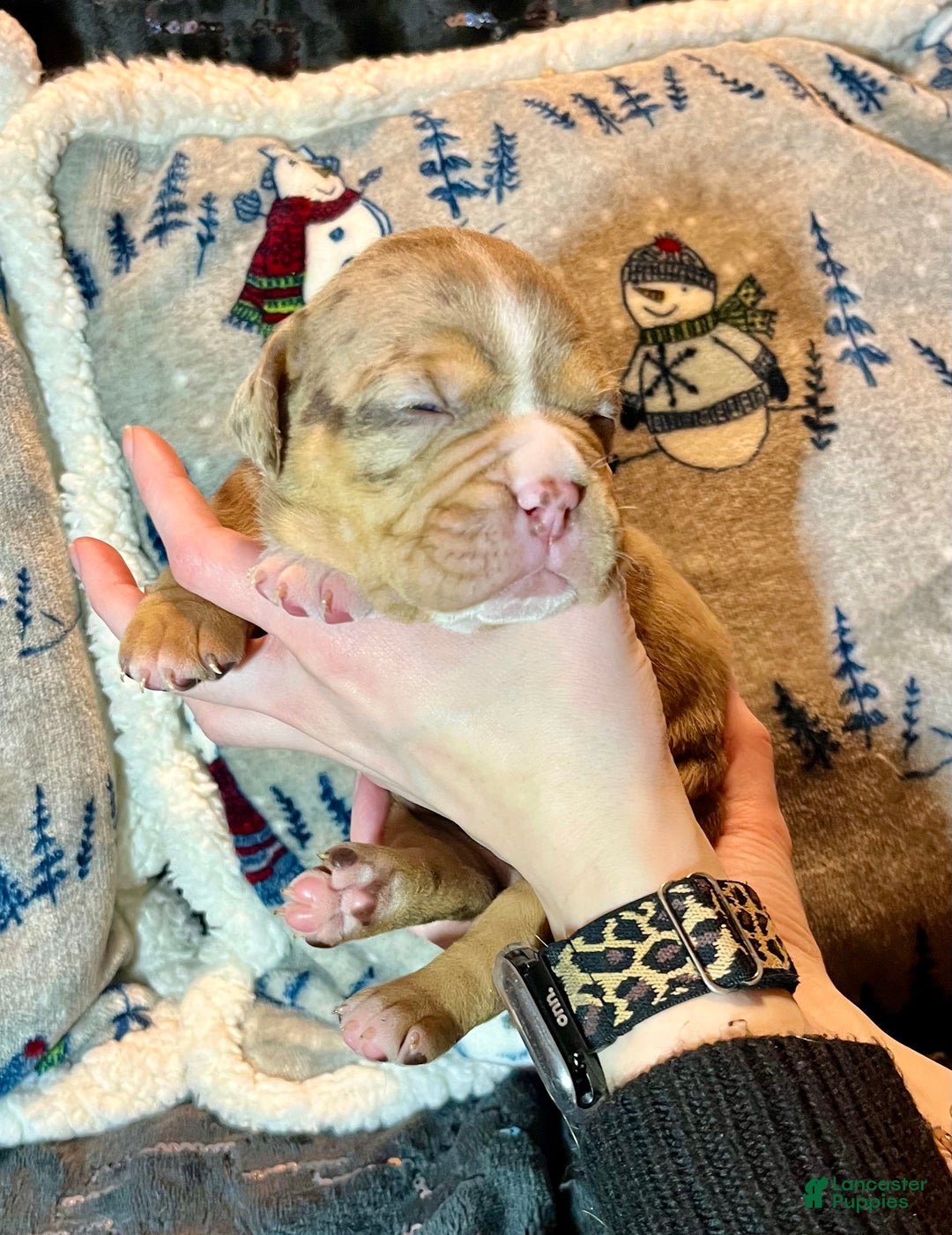 Olde English Bulldogge dogs for sale: Beth  - Ad 10