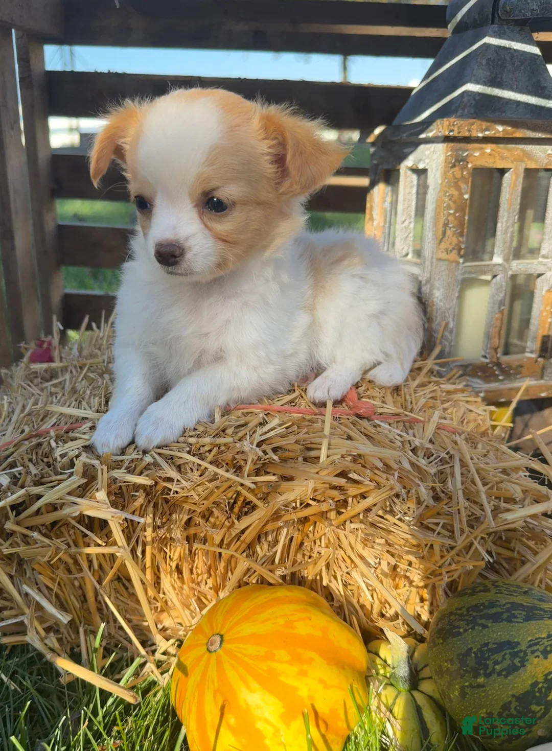 Chihuahua dogs for sale: Addy - Ad 1
