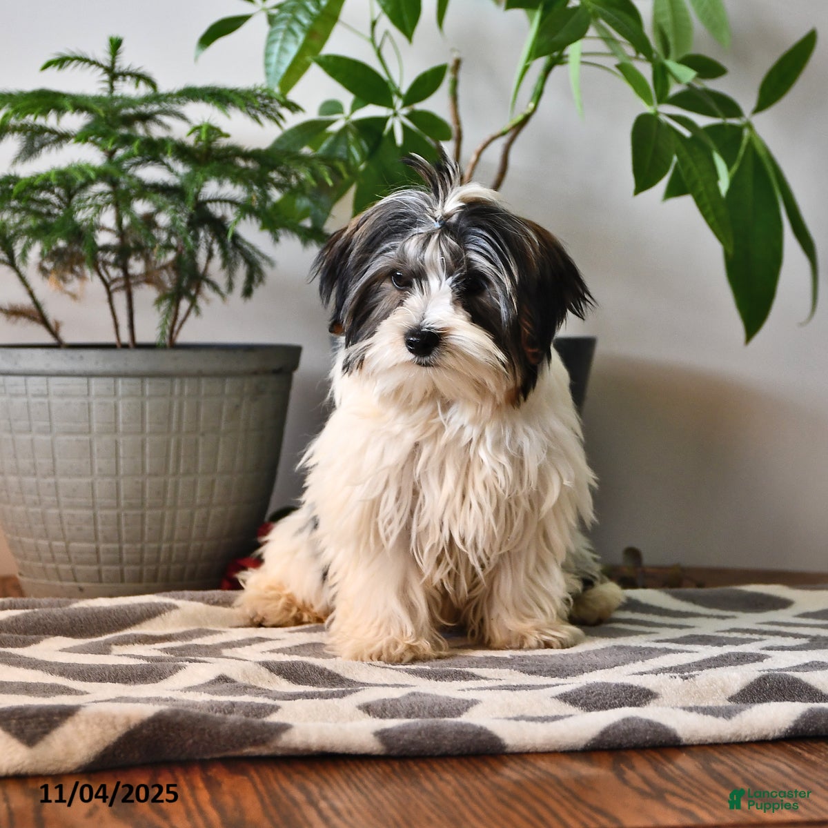 Biewer Terrier dogs Marlin - Ad 1