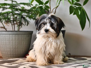 Biewer Terrier dogs Marlin - Ad 4