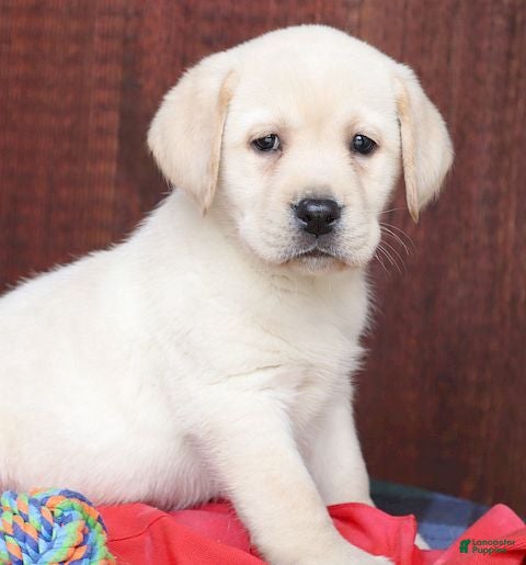 Labrador Retriever dogs  Rosie - Champ lines - Ad 1