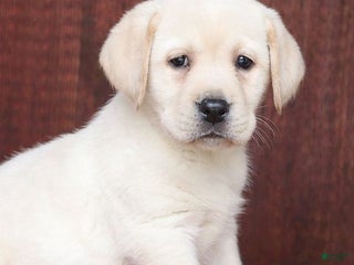 Labrador Retriever dogs Rosie - Champ lines - Ad 32