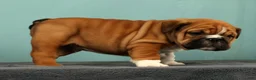 English Bulldog dogs for sale: Max - Ad 4