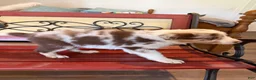 Border Collie dogs for sale: Specks - Ad 35