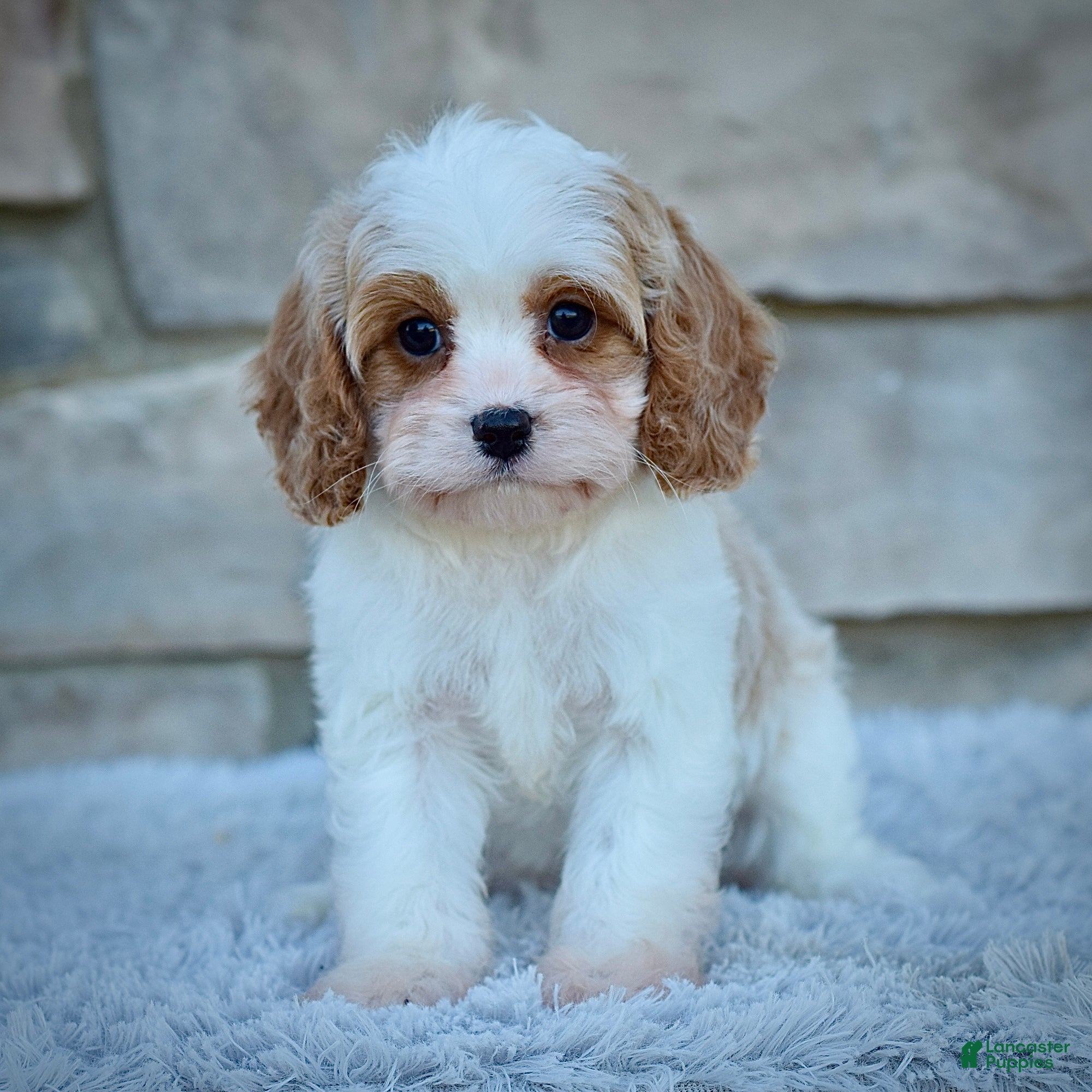 Small Dogs That Hypoallergenic Dog Breeds For Sale Hypoallergenic