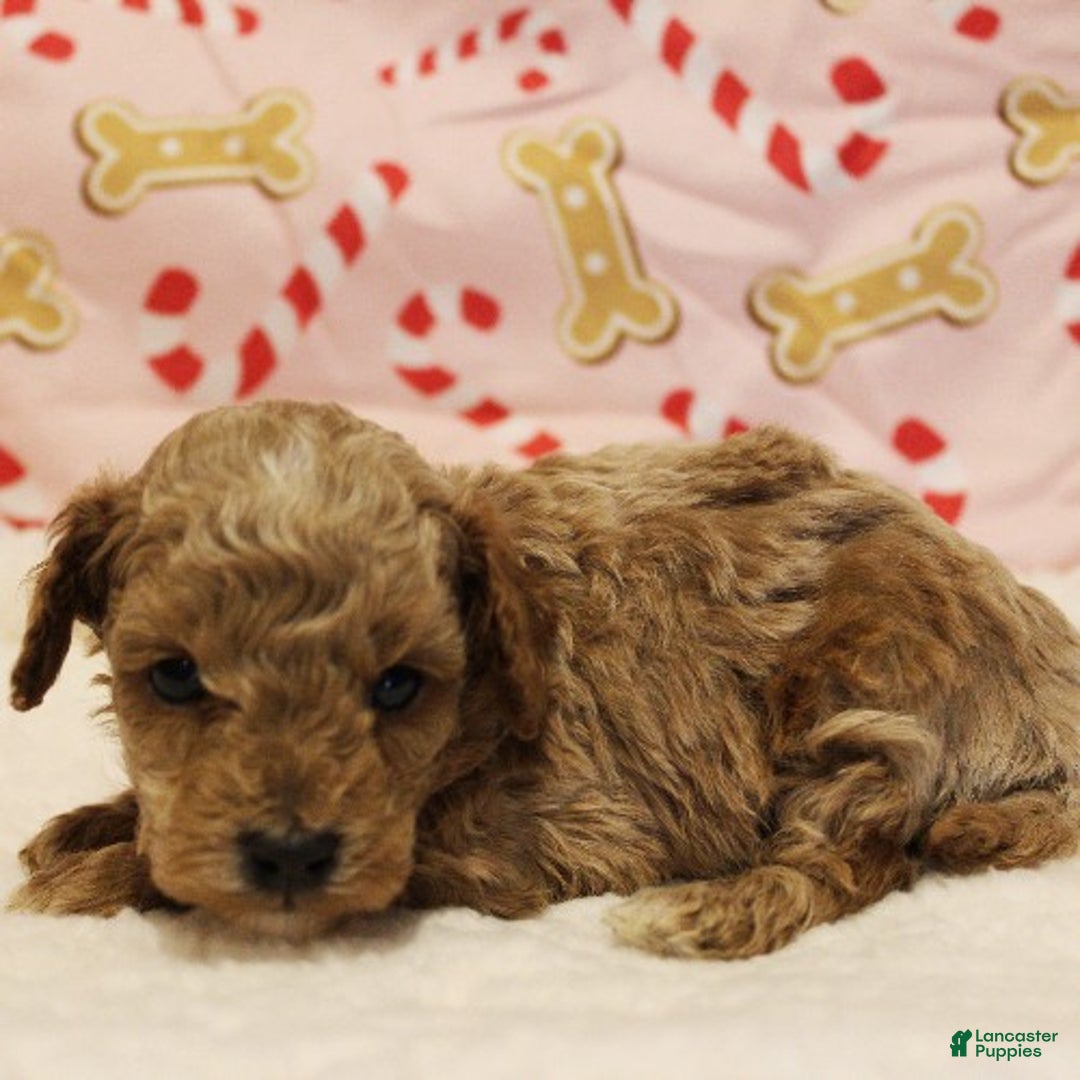 Toy Poodle dogs for sale: Glacier - Ad 4