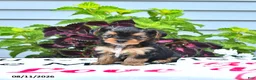 Yorkshire Terrier dogs for sale: Pixie - Ad 3
