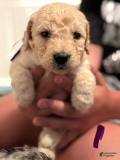 Goldendoodle dogs Purple Girl - Ad 2