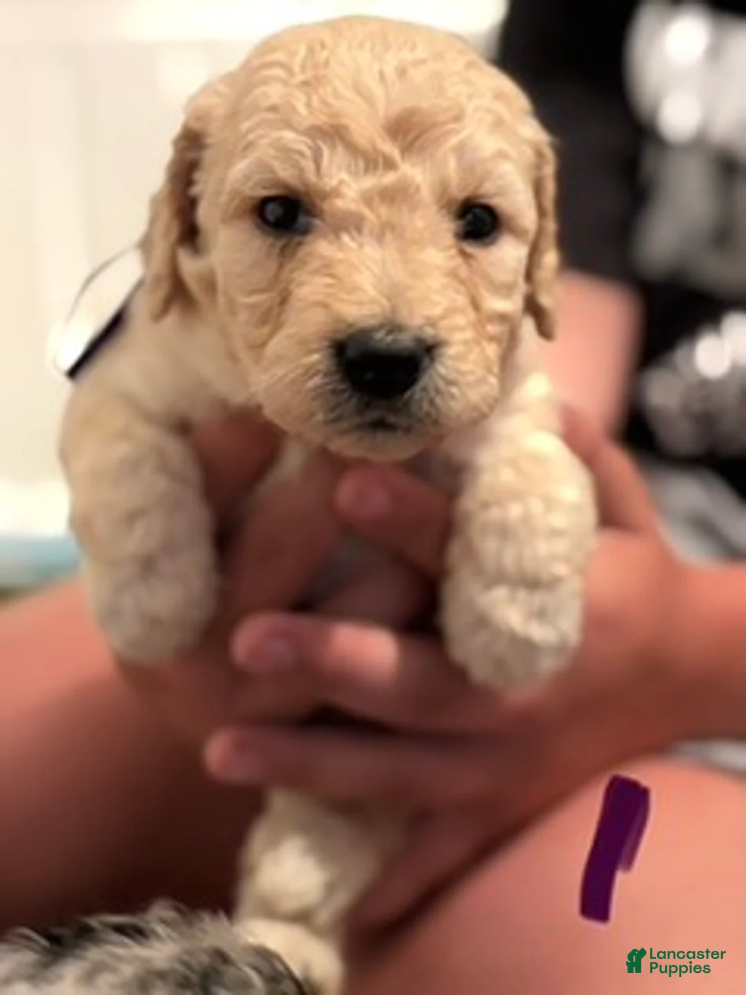 Goldendoodle dogs for sale: Purple Girl - Ad 2