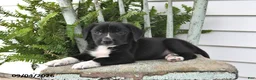 Beagle dogs for sale: Ronnie - Ad 3