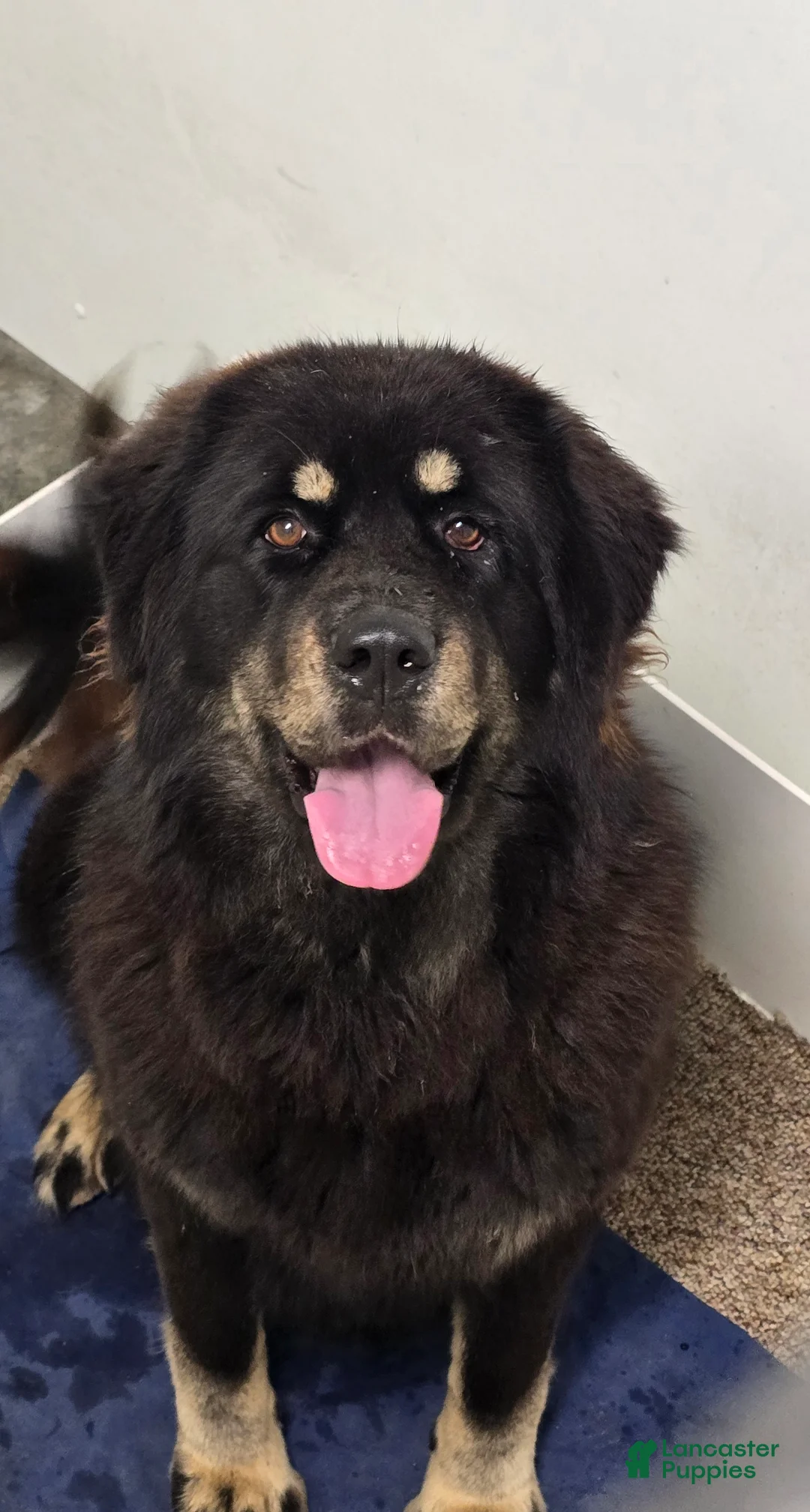 Tibetan Mastiff dogs for sale: April - Ad 4