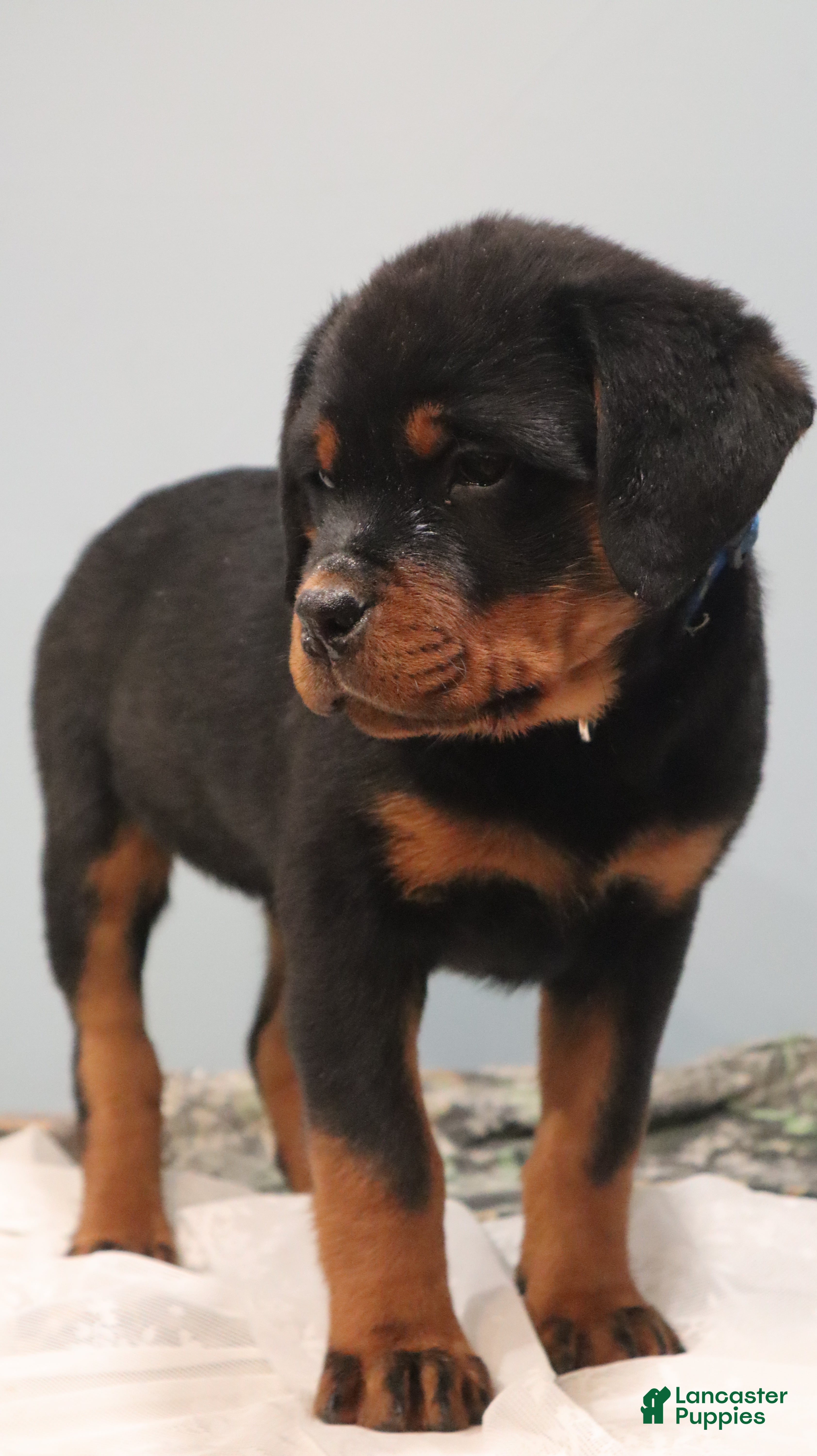Rottweiler dogs Ali - Ad 10