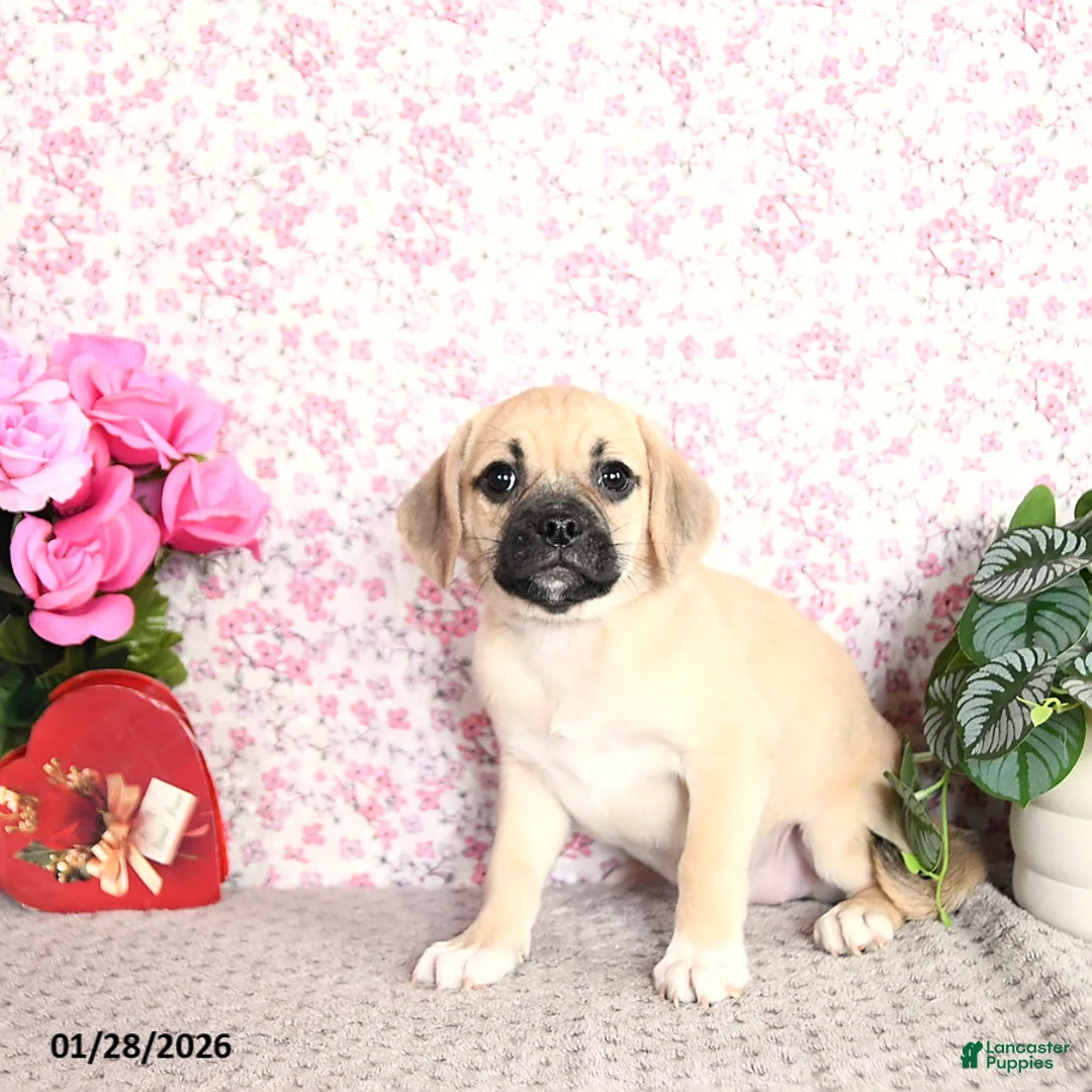 Puggle dogs for sale: Kolina - Ad 5