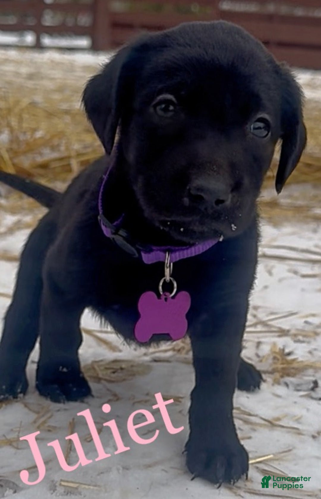 Labrador Retriever dogs for sale: Labrador Retriever Puppy 1 - Ad 1