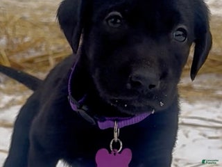 Labrador Retriever dogs Labrador Retriever Puppy 1 - Ad 5