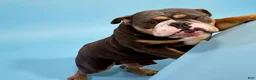 English Bulldog dogs for sale: Tank - Ad 7
