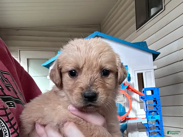 Golden Retriever dogs for sale: Roxie (pink) - Ad 37