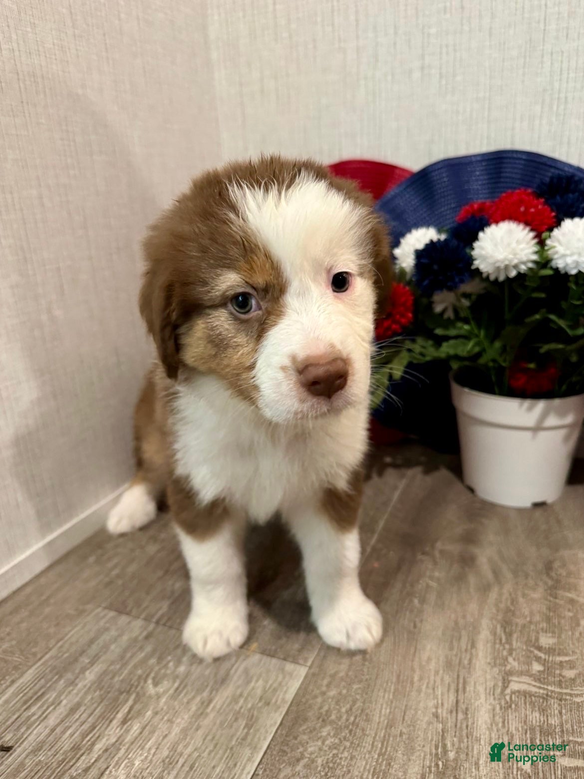 Australian Shepherd dogs Millie - Ad 1