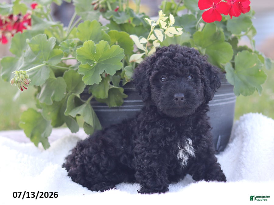 Miniature Poodle dogs Nate - Ad 1