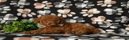 Toy Poodle dogs for sale: Grant - Ad 4
