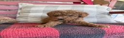 Mixed Breed dogs for sale: Taco - Ad 5