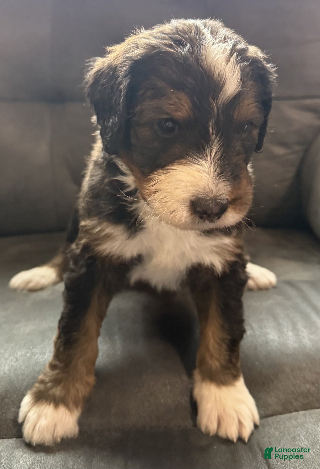 Bernedoodle dogs for sale: Cooper - Ad 3