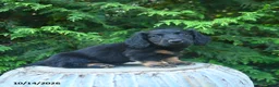 Miniature Dachshund dogs for sale: Finn  - Ad 3