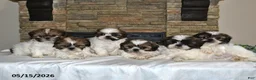 Shih Tzu dogs for sale: Theo - Ad 3