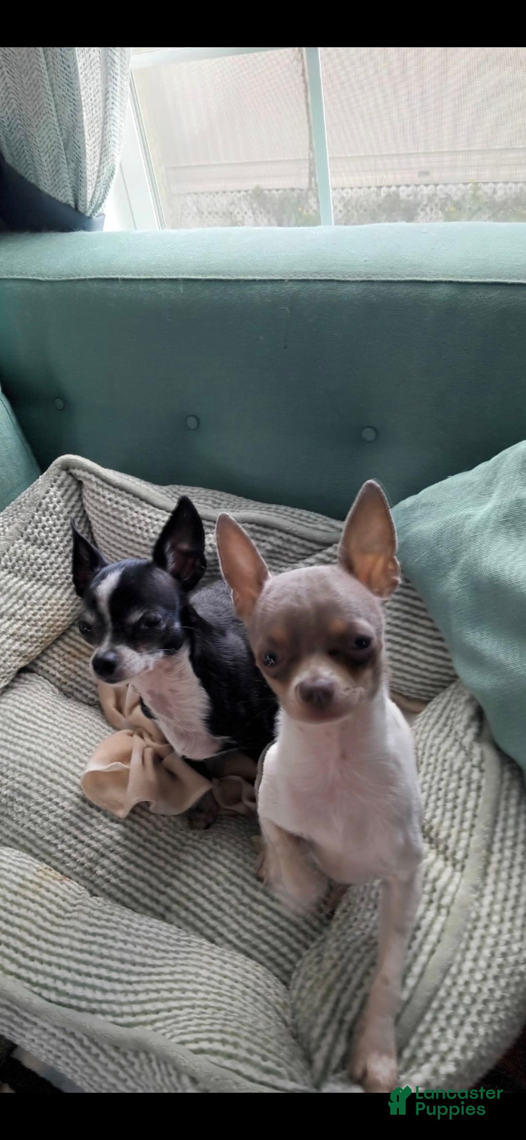 Chihuahua dogs for sale: Chihuahua Puppy 4 - Ad 2