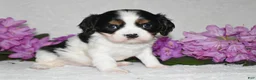 Cavalier King Charles Spaniel dogs for sale: Snoopy - Ad 2
