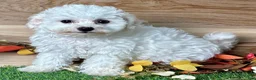 Bichon Frise dogs for sale: Bichon Frise 1 - Ad 6