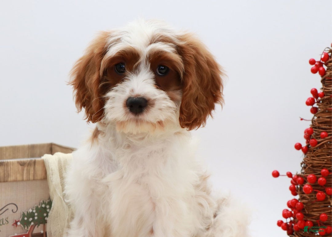 Cavapoo dogs for sale: Jetta - Ad 8