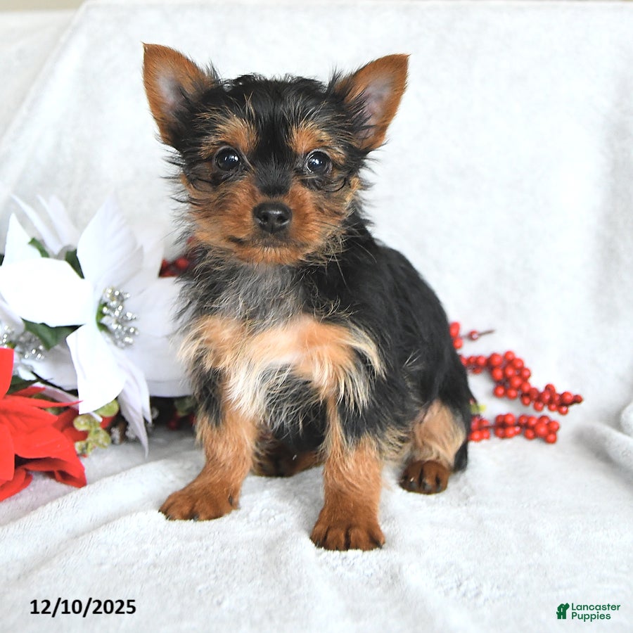 Yorkshire Terrier dogs Bambi - Ad 26