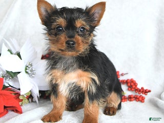Yorkshire Terrier dogs Bambi - Ad 10