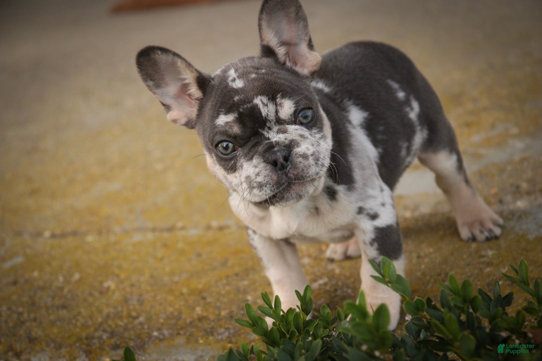French Bulldog dogs for sale: Bella French Bulldog  - Ad 1