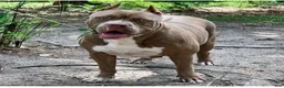 American Bully dogs for sale: Bruno - Ad 4