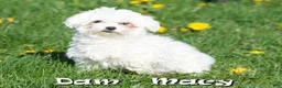 Maltese dogs for sale: Alex - Ad 10
