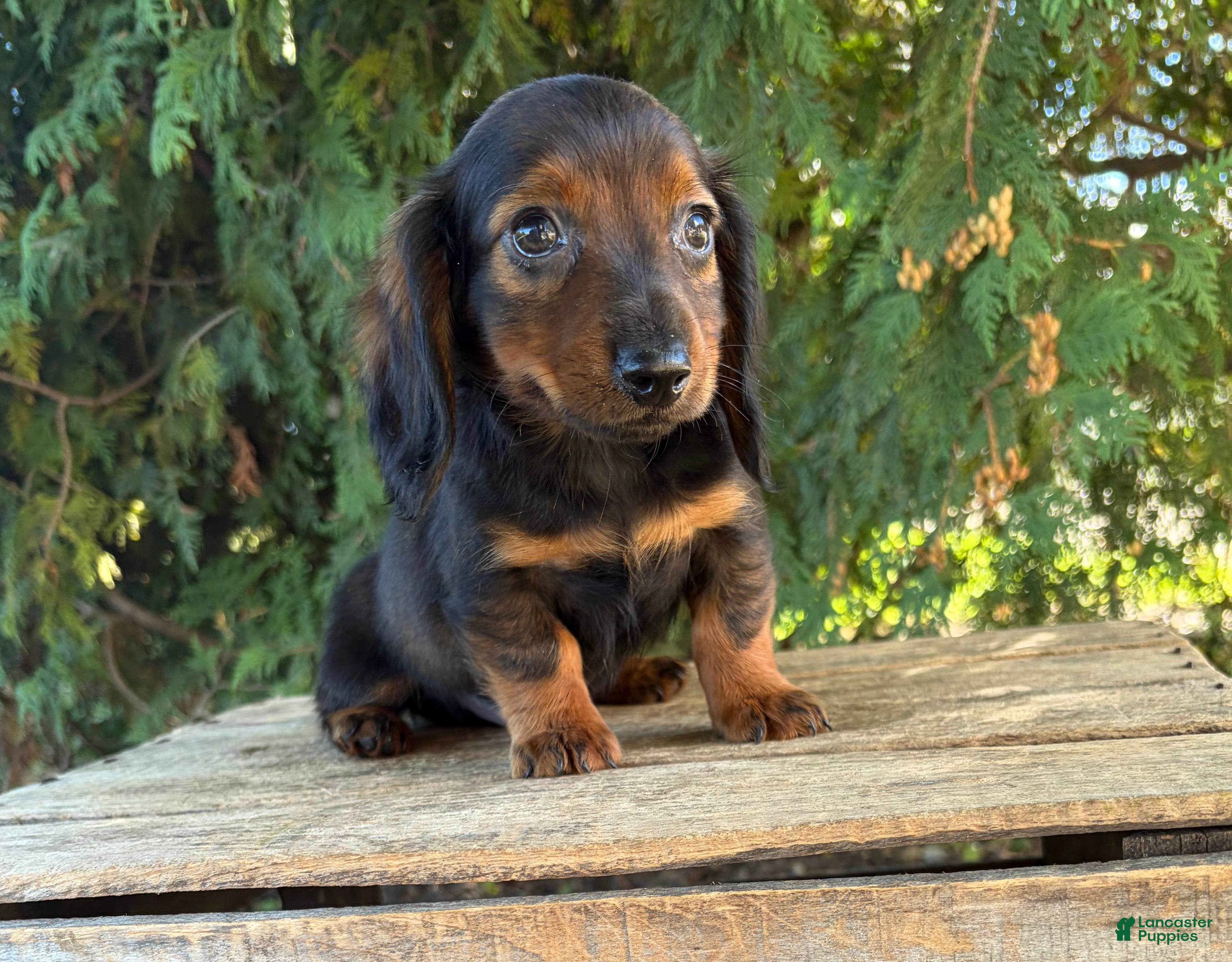 Miniature Dachshund dogs Boaz - Ad 2