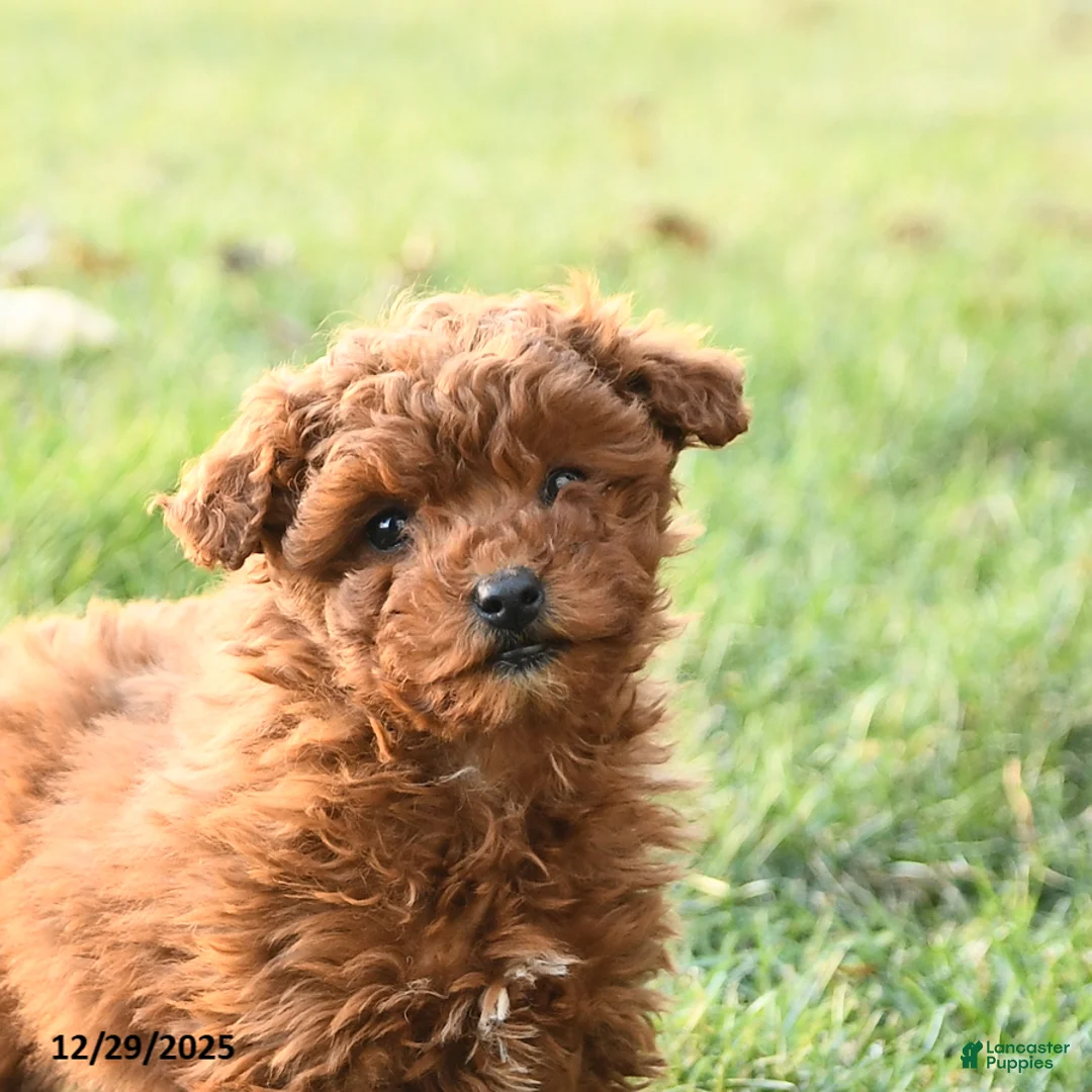 Miniature Labradoodle dogs for sale: Amber - Ad 5