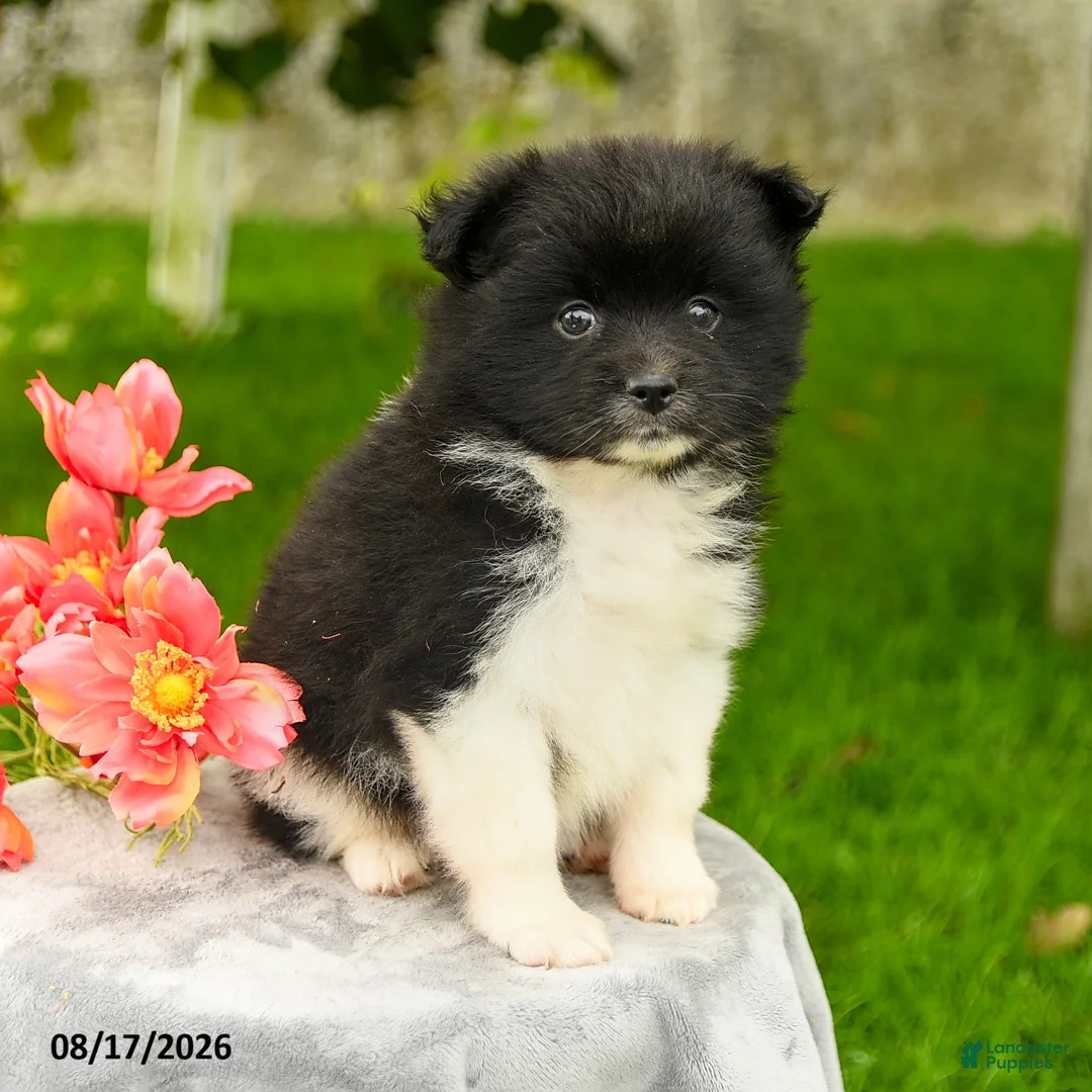 Pomeranian dogs for sale: Leila - Ad 1
