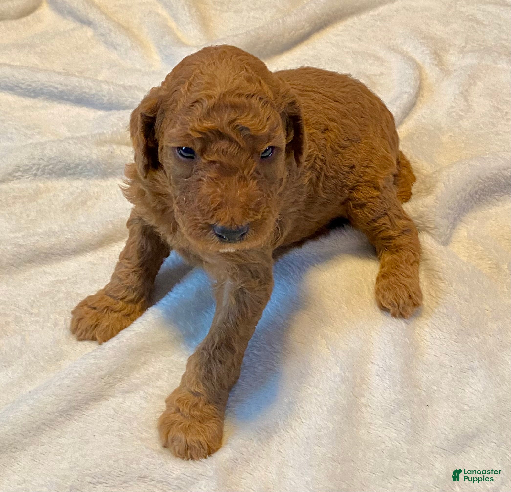 Standard Poodle dogs Buster - Ad 1