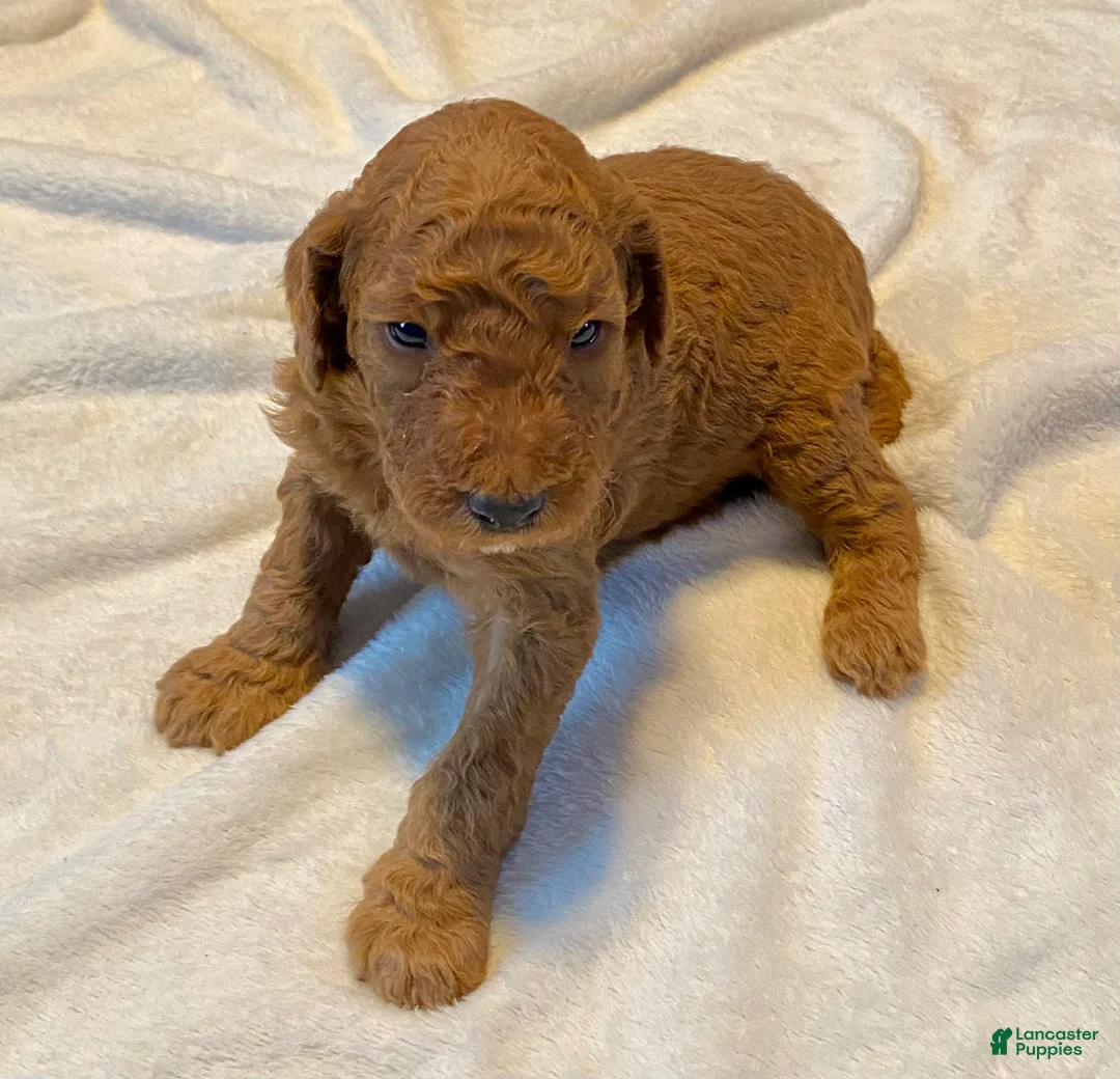 Standard Poodle dogs for sale: Buster - Ad 1