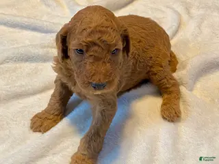 Standard Poodle dogs Buster - Ad 1