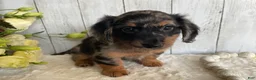 Miniature Dachshund dogs for sale: Lincoln  - Ad 11