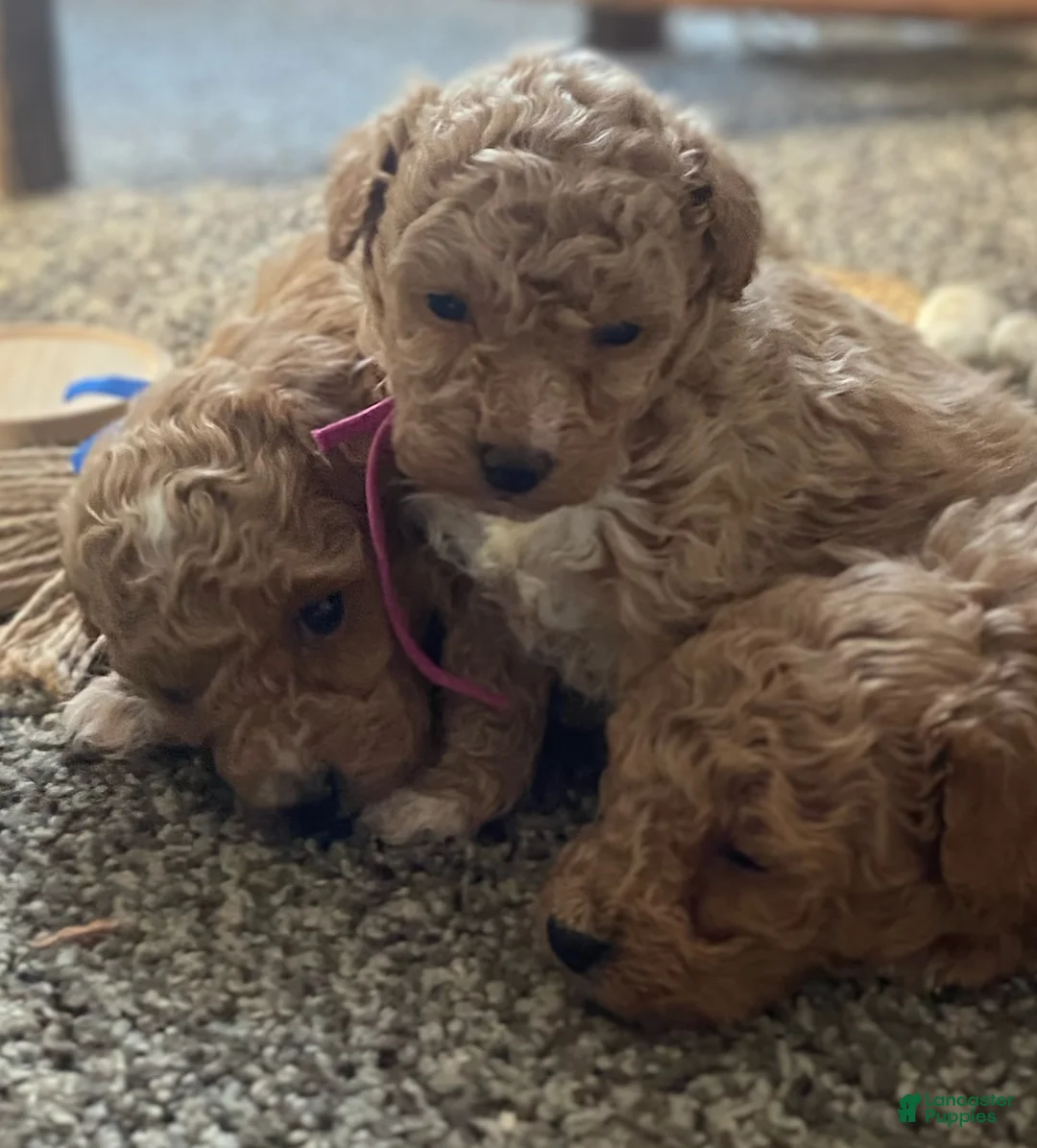 Toy Poodle dogs for sale: LITTLE ARCHIE - Ad 32