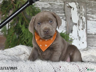 Labrador Retriever dogs - Ad 7