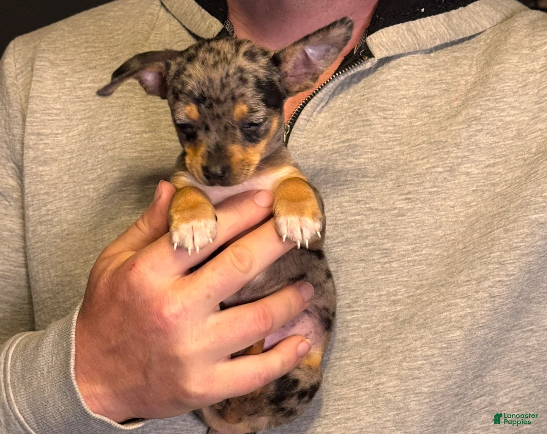 Chihuahua dogs for sale: Maradona  - Ad 1